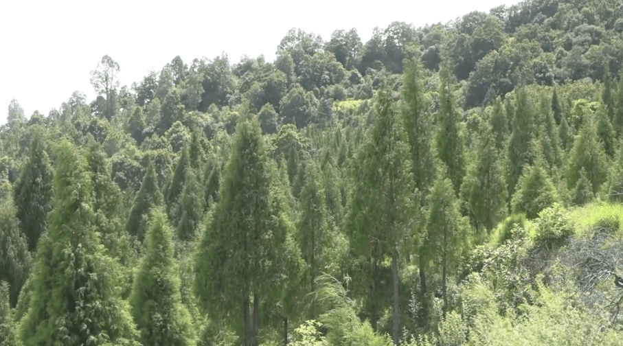 One man’s plantation helps preserve an age-old tradition